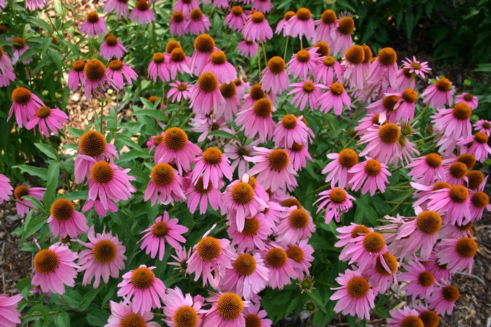 Many Pink Echinacea Purpurea Flowers