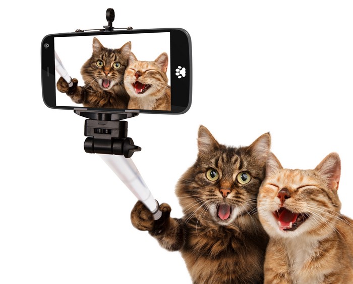 4K Cute Cats Taking a Funny Selfie