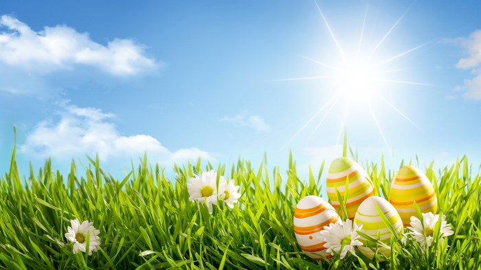 Easter Eggs and Camomiles in Green Grass Under Sun