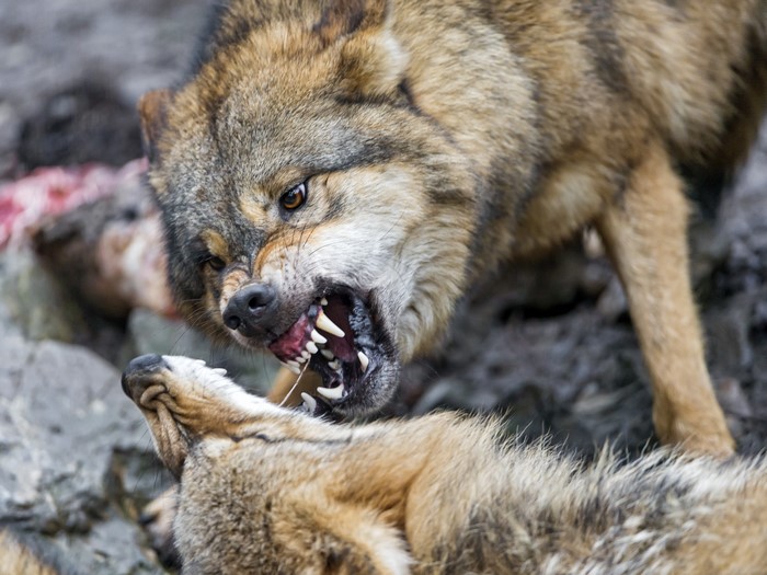 4K Wolves Fighting