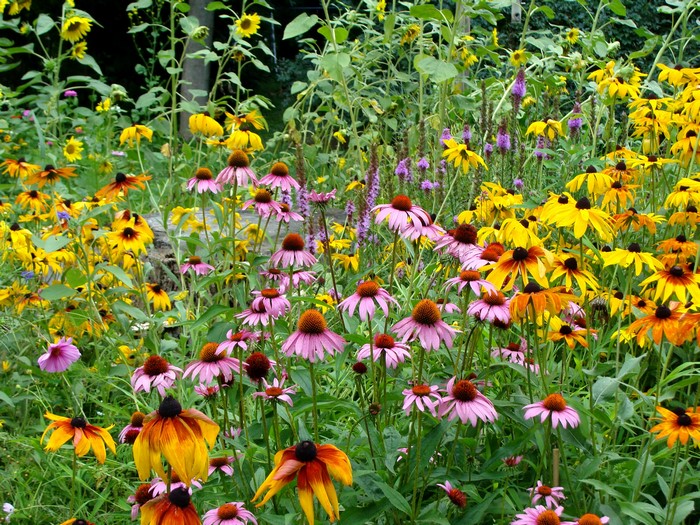 Field of Echinacea and Black-Eyed Susans