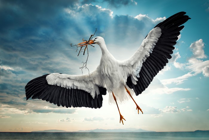 Stork flying with nesting material