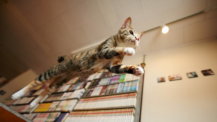 Tabby cat jumping in mid-air