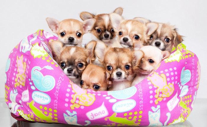 Group of Chihuahua Puppies in a Pink Bed