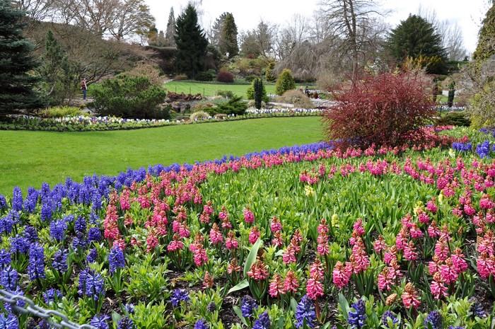 Queen Elizabeth Garden Hyacinths in Vancouver, Canada