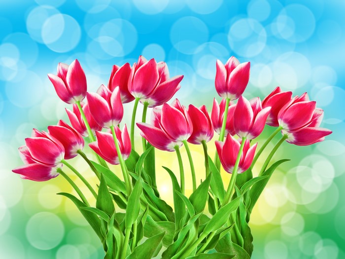 Pink Tulips with White Edges