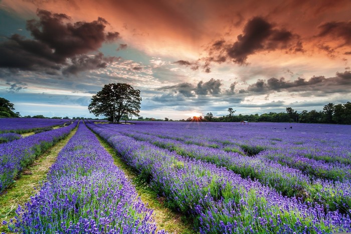 Lavender Field with Tree and Dramatic Sunset Sky
