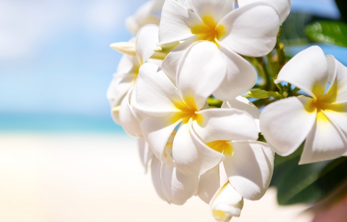 White Plumeria Flowers on a Tropical Beach