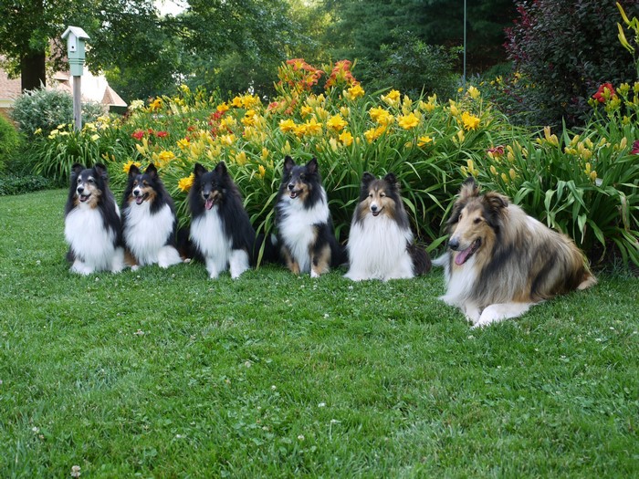 Five Shelties and a Collie in a Garden