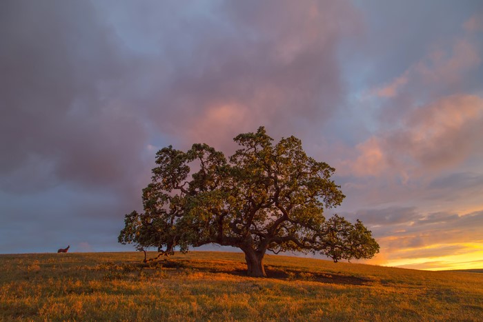 Oak tree in a field at sunset