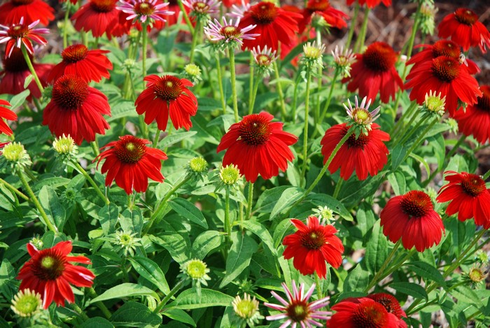 Red Echinacea purpurea flowers in a garden