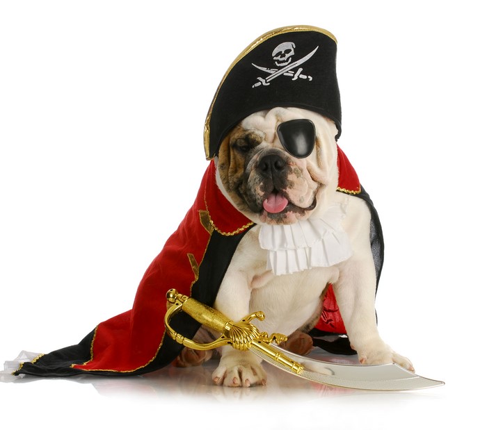 Bulldog dressed as a pirate with a sword