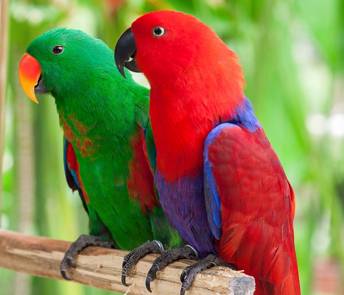 Colorful Parrots Perched on a Branch