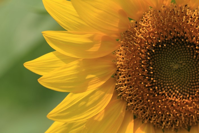 Closeup of a bright yellow sunflower with green background