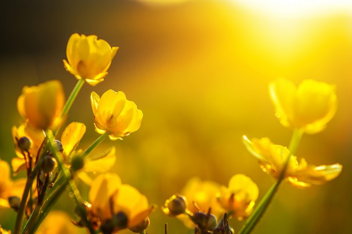 Yellow Ranunculus flowers in sunlight