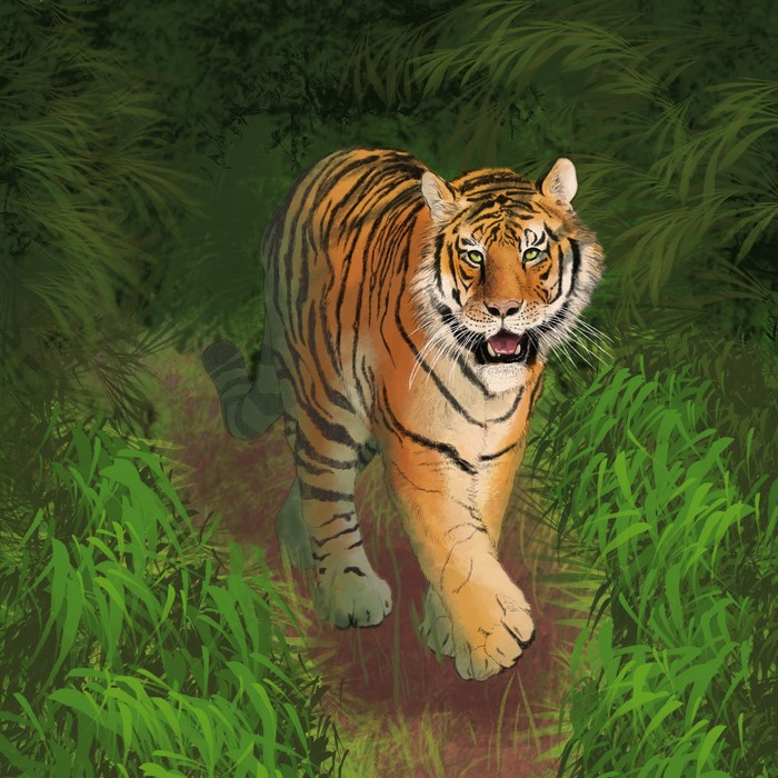 Tiger walking on a path in a jungle