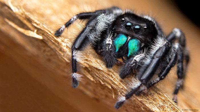 Close-up of a black jumping spider with iridescent green chelicerae