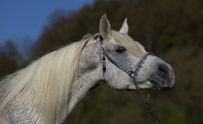 Close-up of a dappled grey Arabian horse's head