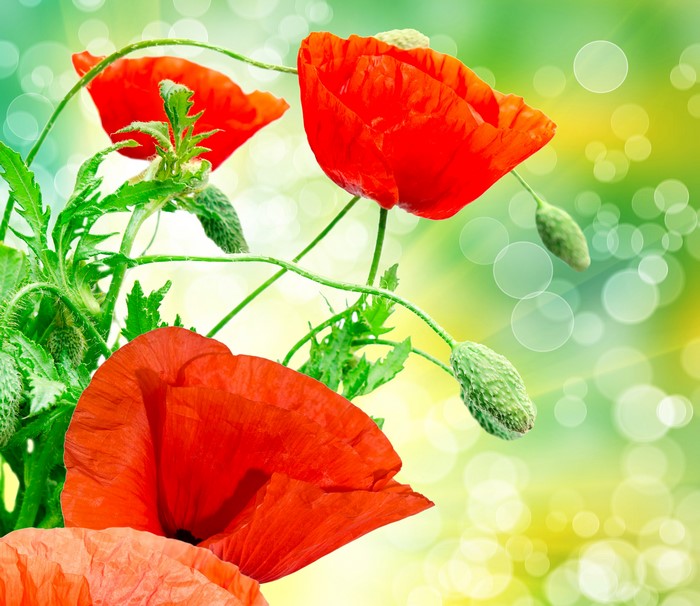 4K Red Poppies with Flower Buds