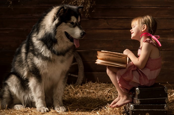 Girl Reading Book to Alaskan Malamute in Straw