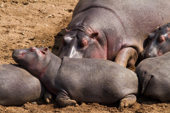 Baby hippo sleeping on adult hippos