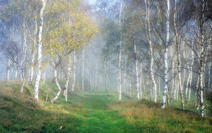 Birch forest path in autumn fog