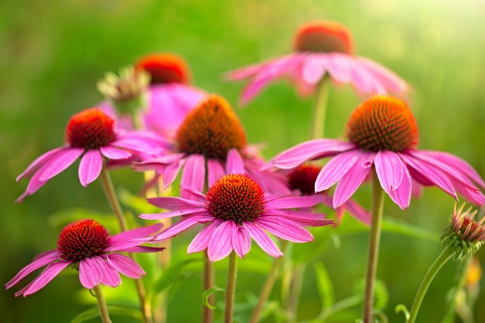 4K Echinacea purpurea closeup