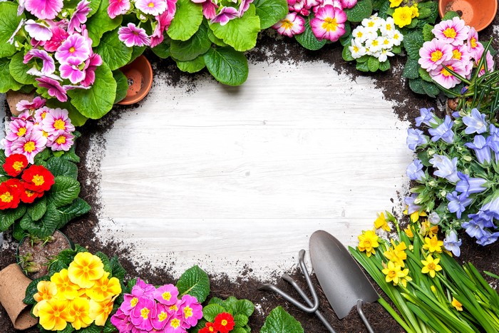 Primula flowers and gardening tools on wooden surface