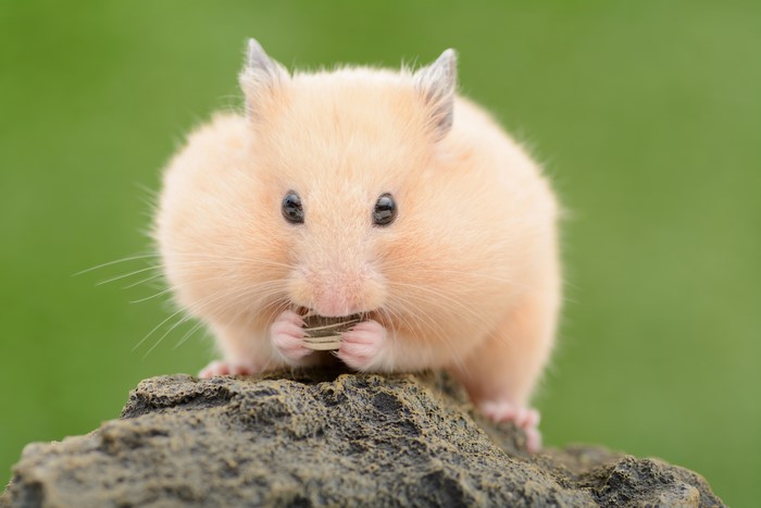 Close-up of a hamster eating a seed