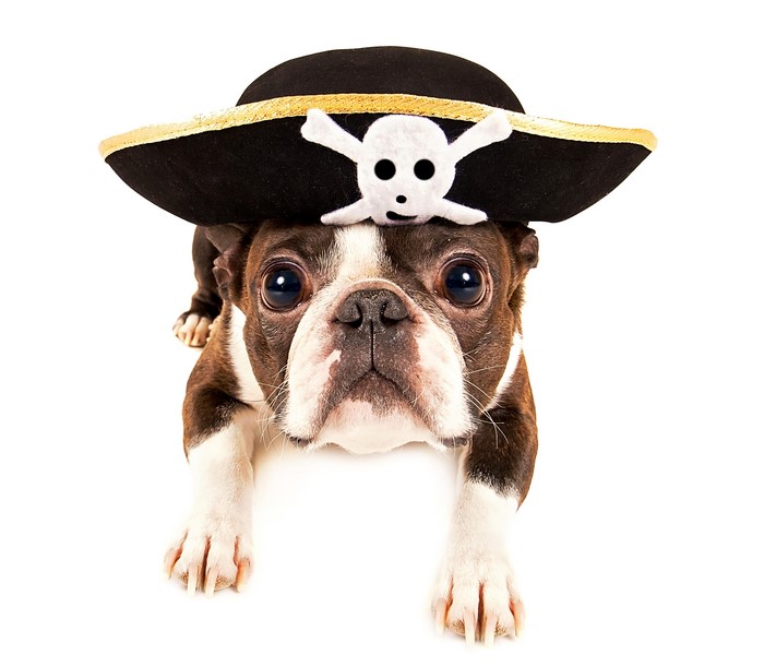 Boston Terrier Dog Wearing a Pirate Hat