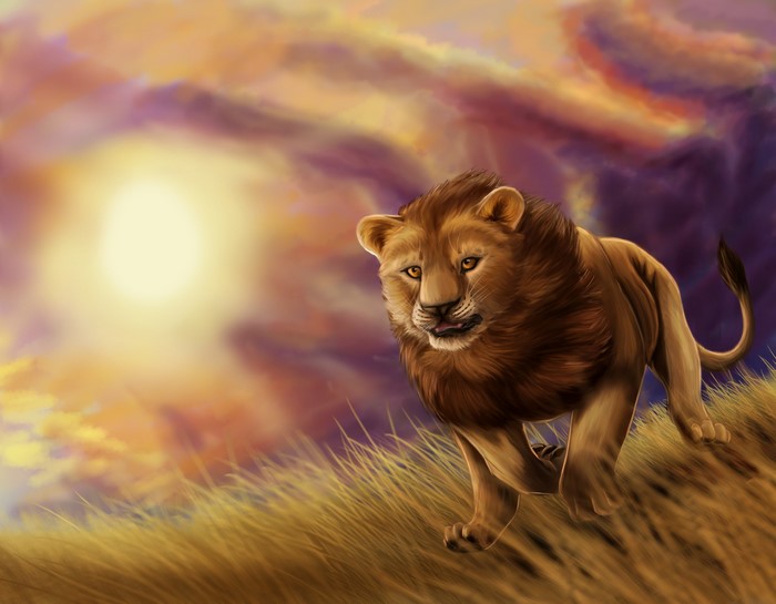 Lion running through tall grass at sunset