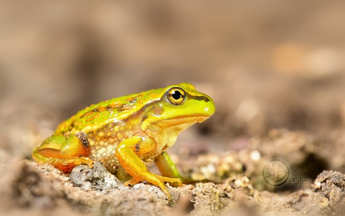 Green frog sitting on the ground