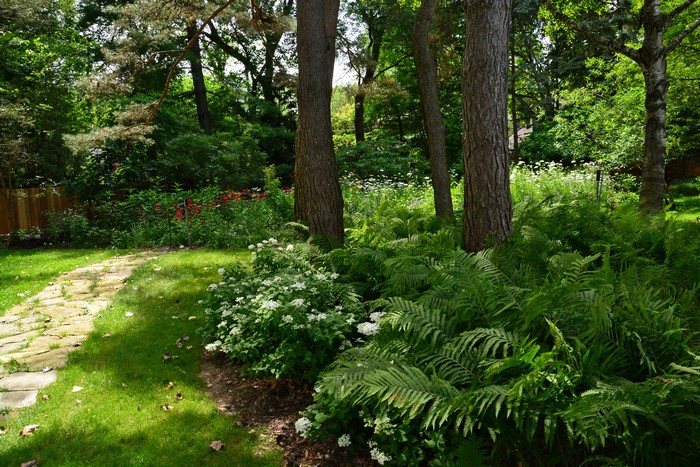 Stone path through a lush garden with ferns and trees