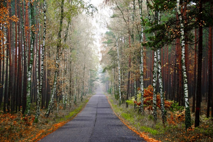 Road through an autumn forest with fog
