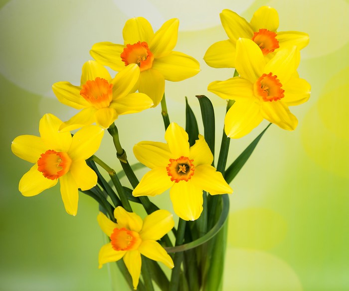 Yellow Daffodils in a Vase