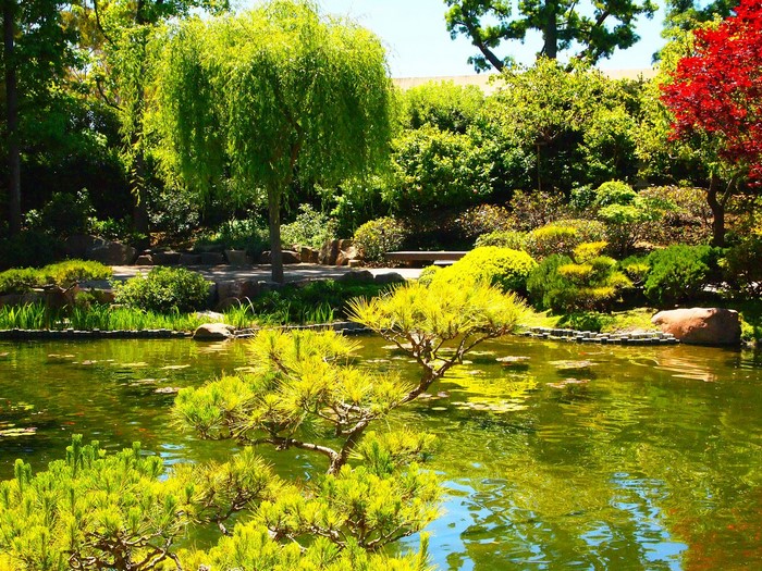 Earl Burns Miller Japanese Garden Pond with Trees and Shrubs