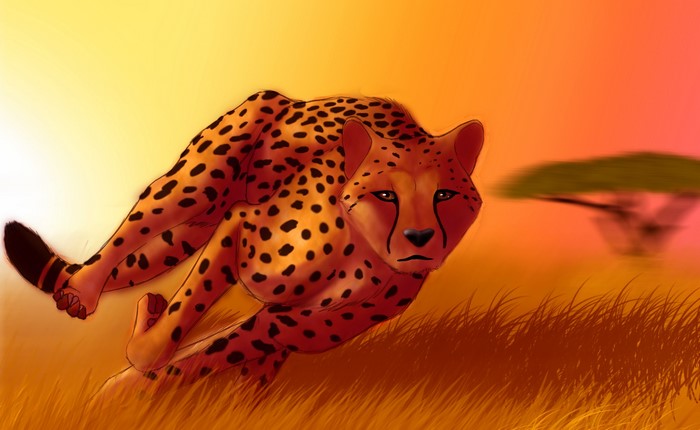 Cheetah running through tall grass at sunset