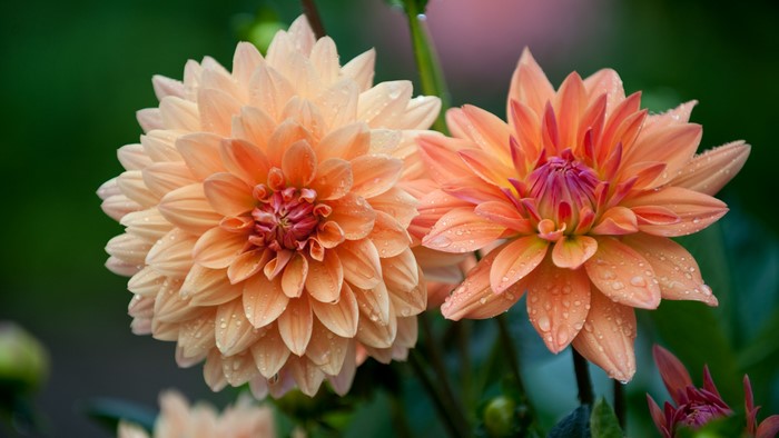 Two peach-colored Dahlias with water droplets