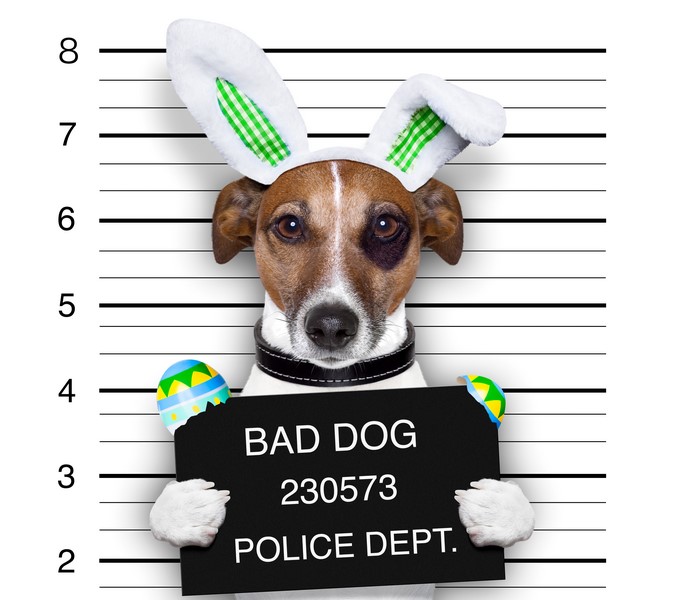 Jack Russell terrier with bunny ears and Easter eggs