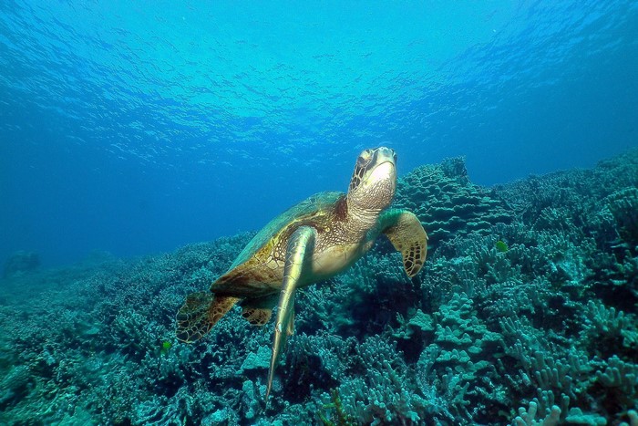 Sea turtle swimming over coral reef