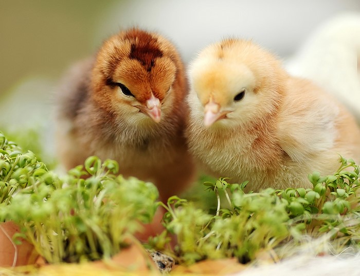 Two fluffy chicks sitting in green sprouts