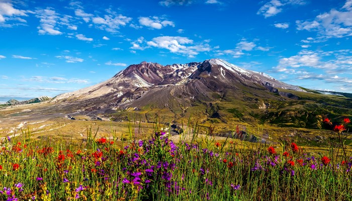 Mount St. Helens in Washington, USA with wildflowers
