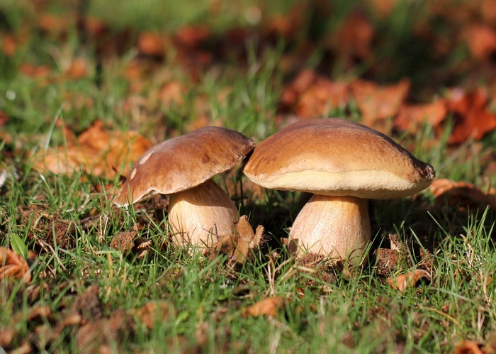 Two mushrooms in green grass with fallen leaves