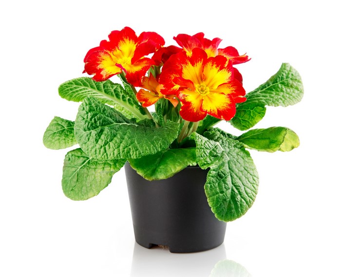 Red and yellow primrose plant in a black pot
