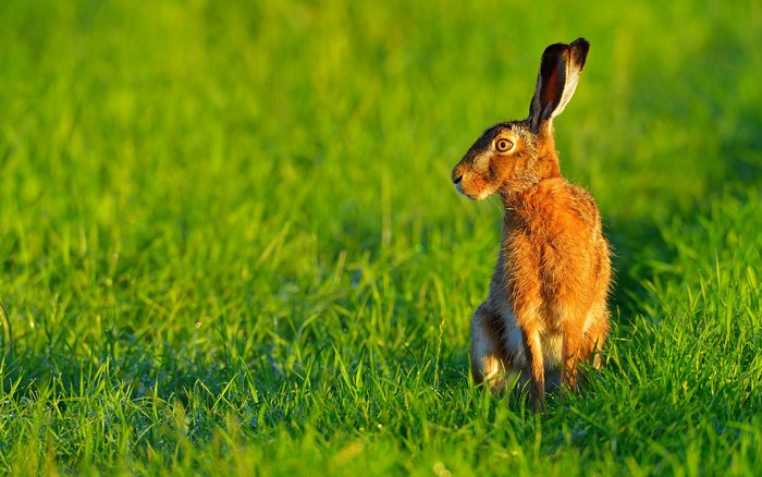 Brown hare sitting in green grass