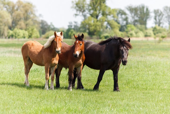 Three Horses in a Grassy Field