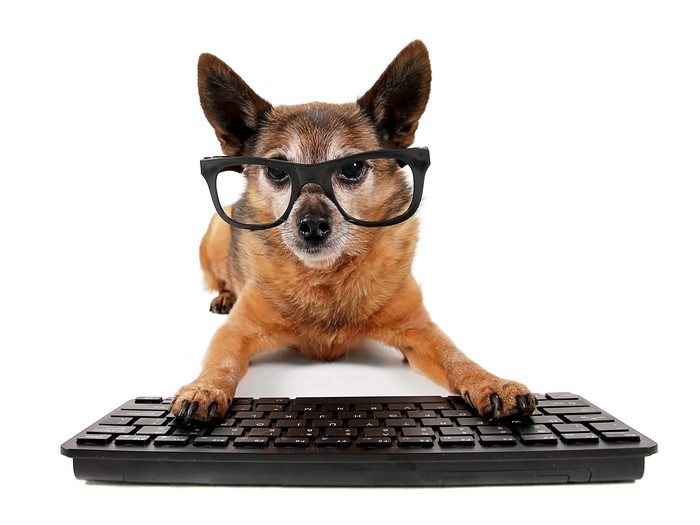 Chihuahua dog wearing glasses on a keyboard