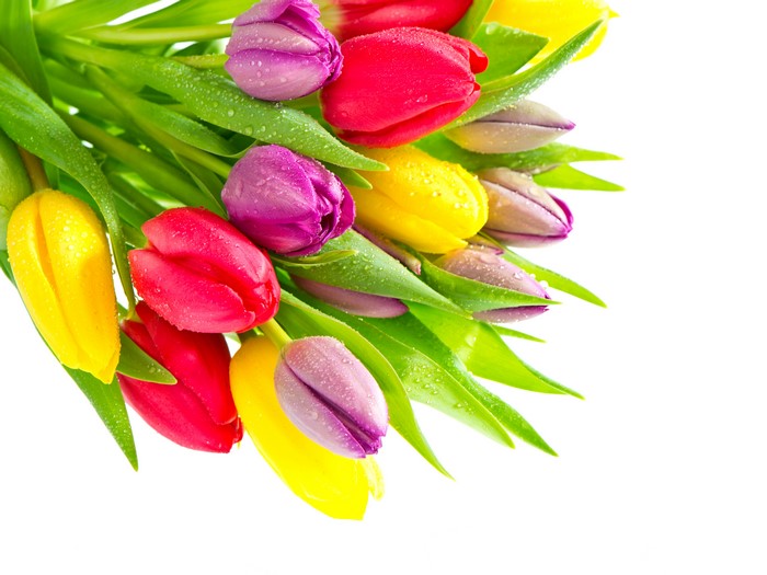 Tulips with water drops