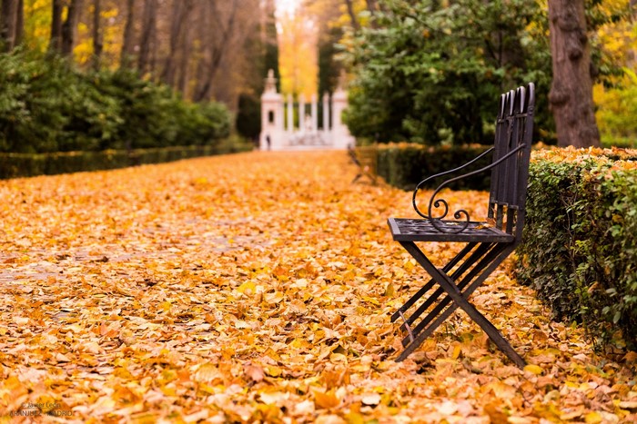 Autumn park with fallen leaves and a bench
