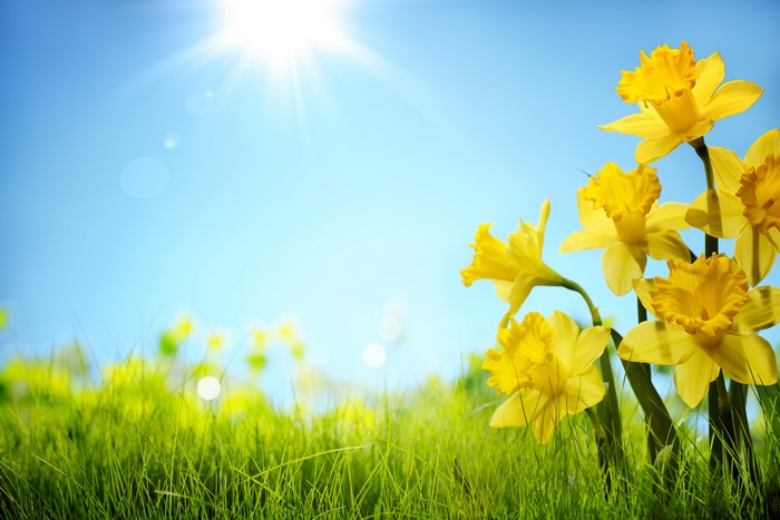 Yellow Daffodils in Green Grass Under Bright Sun
